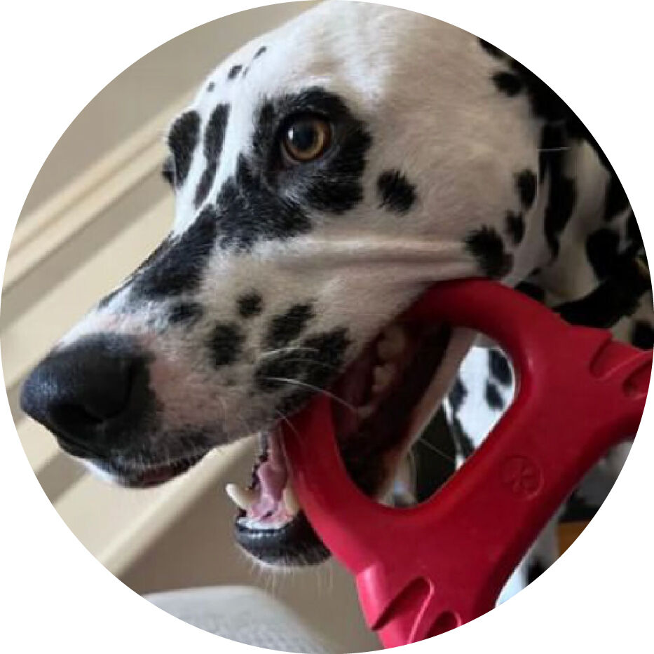 dalmatian with red dog toy